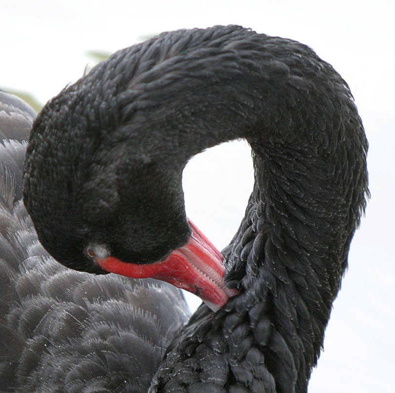 photo "Black swan" tags: nature, wild animals