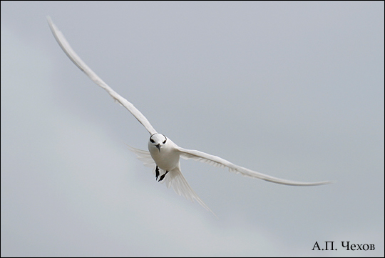 photo "The seagull 1" tags: nature, 