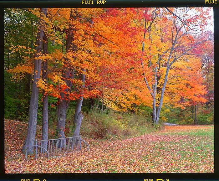 фото "Fall" метки: пейзаж, лес, осень