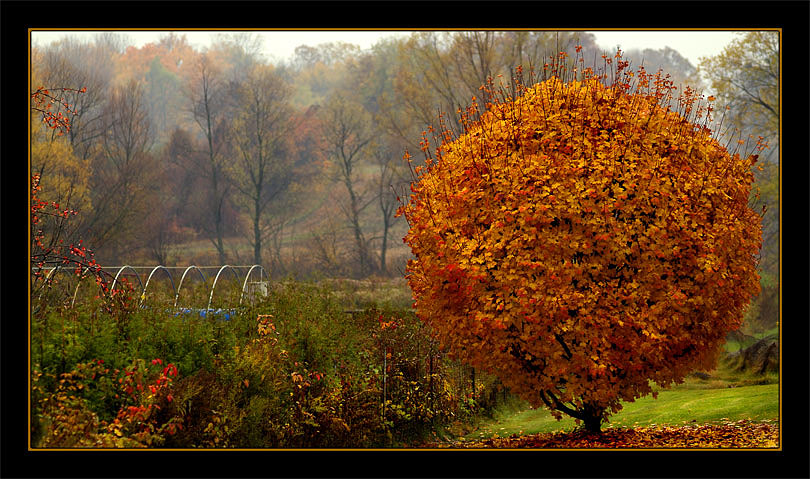 photo "Painted by Fall" tags: landscape, autumn