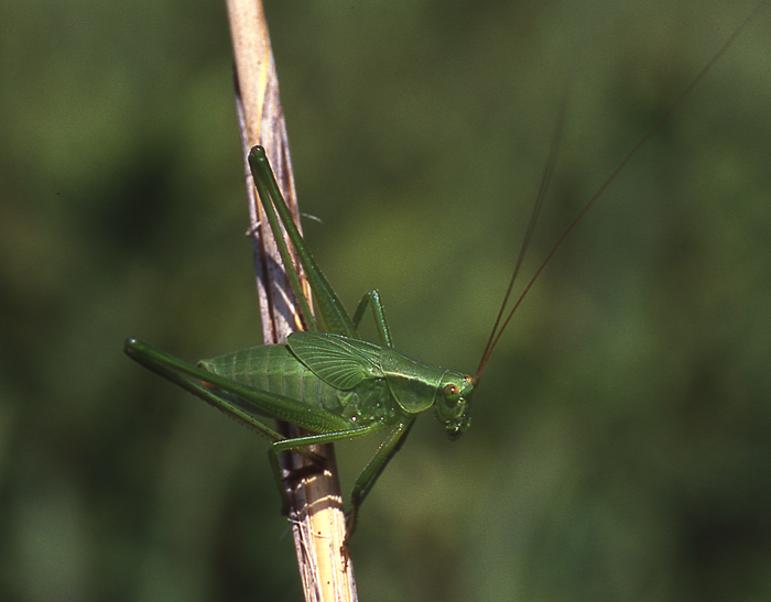photo "Green Equilibrist" tags: nature, insect