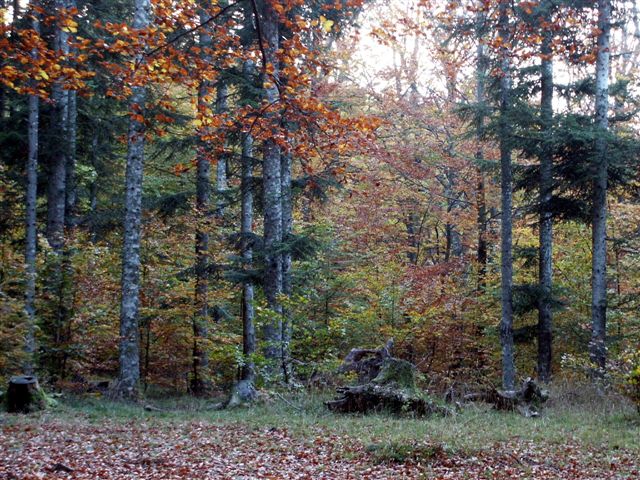 фото "Autumn" метки: пейзаж, осень