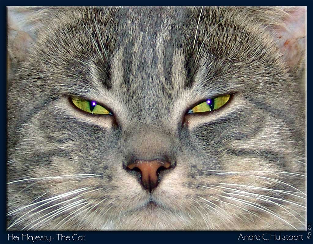 photo "Her Majesty - the Cat" tags: misc., nature, pets/farm animals