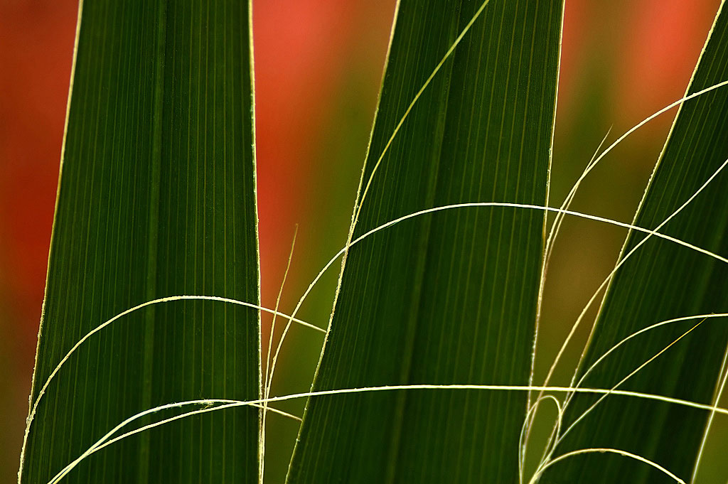 photo "Leaf" tags: macro and close-up, 