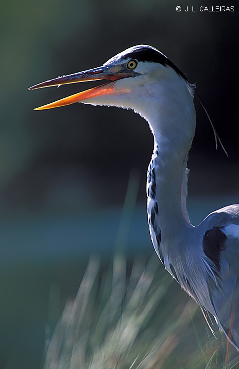 фото "Garza Real" метки: природа, дикие животные