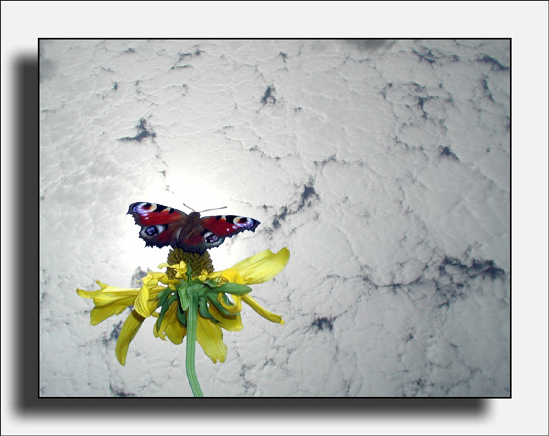 photo "The butterfly and the cottage cheese sky:)" tags: landscape, nature, clouds, insect