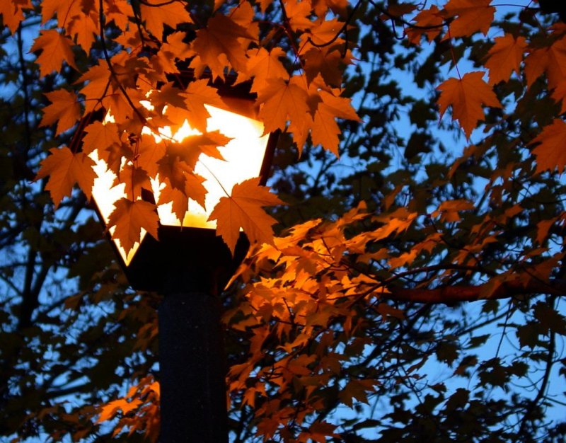 фото "Fall Street Lamp" метки: пейзаж, ночь, осень