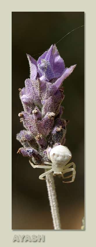 photo "*****" tags: nature, macro and close-up, insect