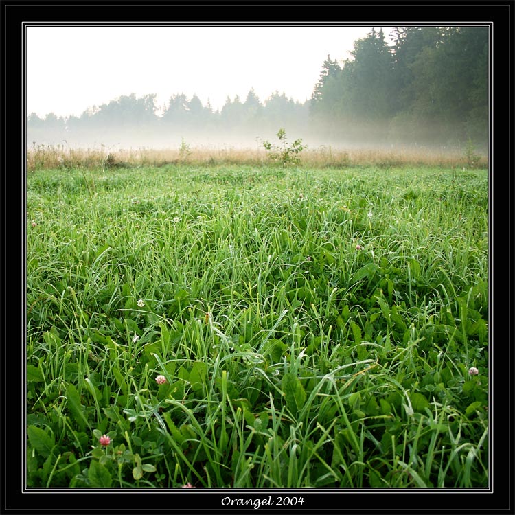 photo "Foggy morning" tags: landscape, nature, flowers, summer
