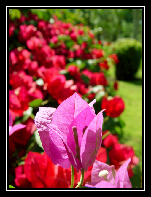 фото "Primavera flower" метки: путешествия, природа, Южная Америка, цветы