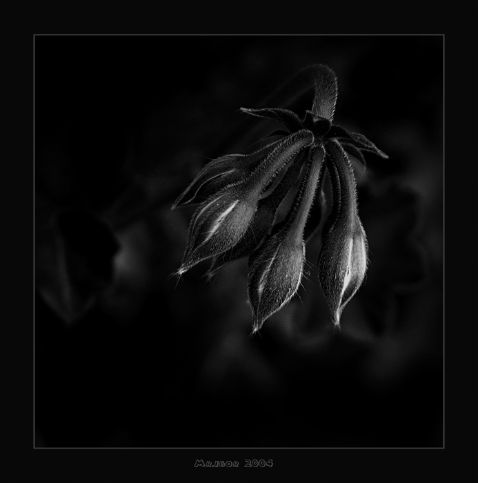 photo "Simply flower" tags: macro and close-up, still life, 