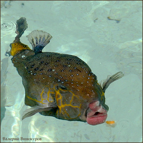 фото "Рыбка с экватора" метки: природа, 