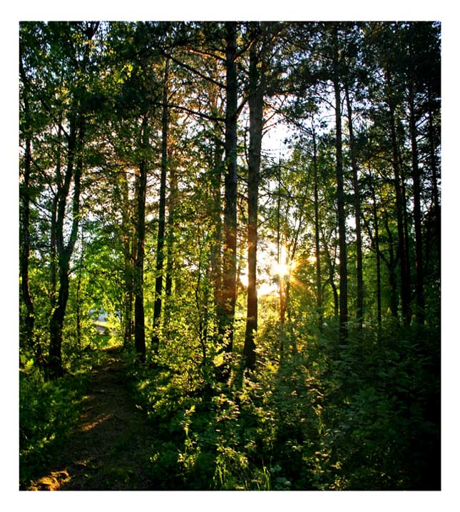 фото "Summer sun in the forest" метки: пейзаж, лето