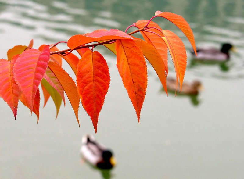 photo "Autumn on pond" tags: nature, flowers