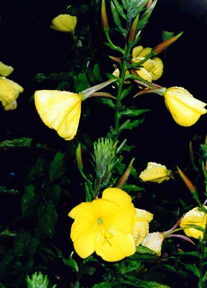 фото "Evening Primrose" метки: разное, 