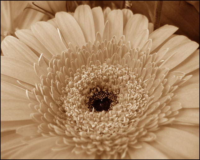 photo "for my loving#2" tags: nature, macro and close-up, flowers