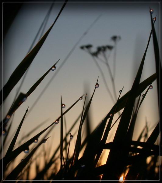 photo "into the grass" tags: nature, landscape, flowers, sunset