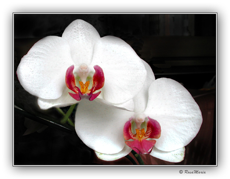 photo "White and Red" tags: nature, flowers