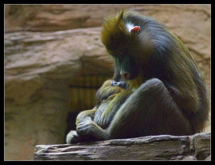 photo "Madonna in prison" tags: nature, misc., wild animals