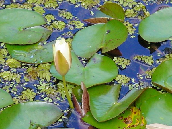 фото "Lotus" метки: природа, макро и крупный план, цветы