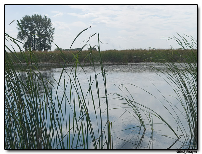 photo "Sight from a roadside #4" tags: landscape, summer, water