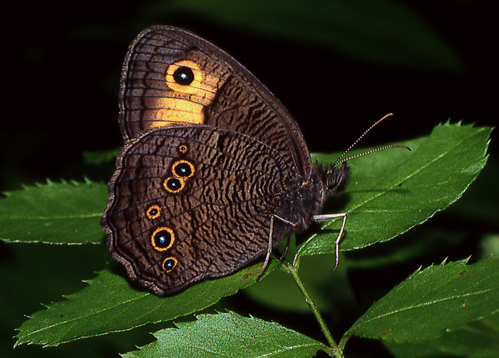 фото "Common Wood Nymph" метки: разное, 