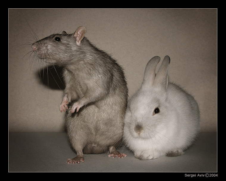 photo "Mitya & Varya" tags: genre, nature, pets/farm animals
