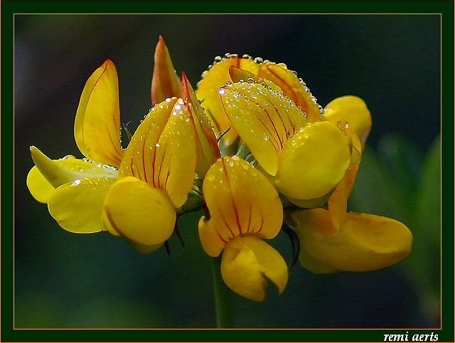 photo "flower for my love Snoopy!!" tags: nature, macro and close-up, flowers