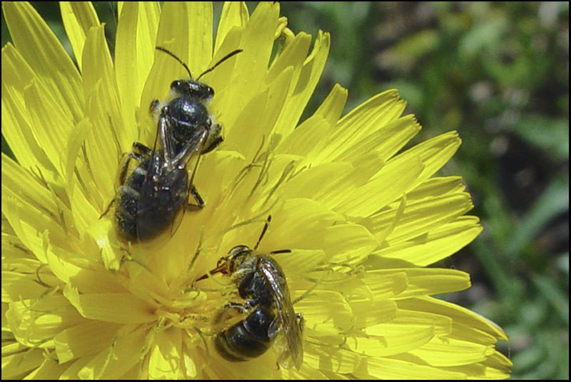 photo "Exclamation and Comma" tags: nature, flowers, insect