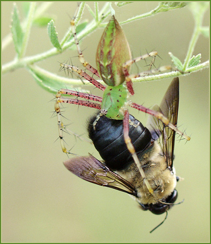 фото "Atkins Diet for Insects" метки: макро и крупный план, юмор, 