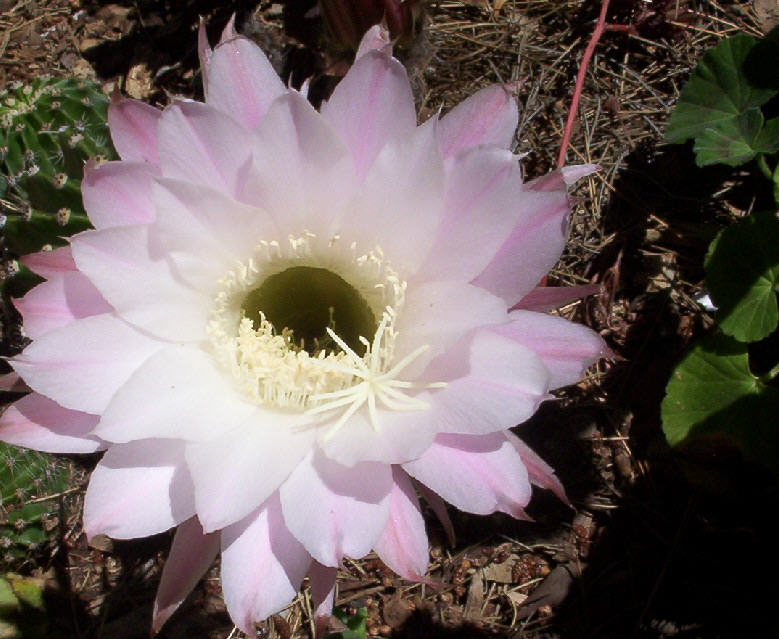 photo "Night Cactus" tags: nature, flowers