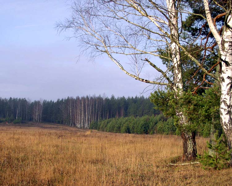 photo "November sketch" tags: landscape, autumn