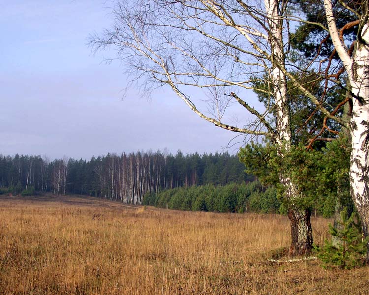 фото "Ноябрьская зарисовка" метки: пейзаж, осень