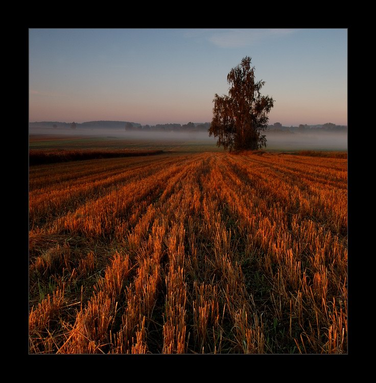 фото "rusty field" метки: пейзаж, закат