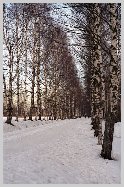 photo "Winter avenue" tags: landscape, forest, winter