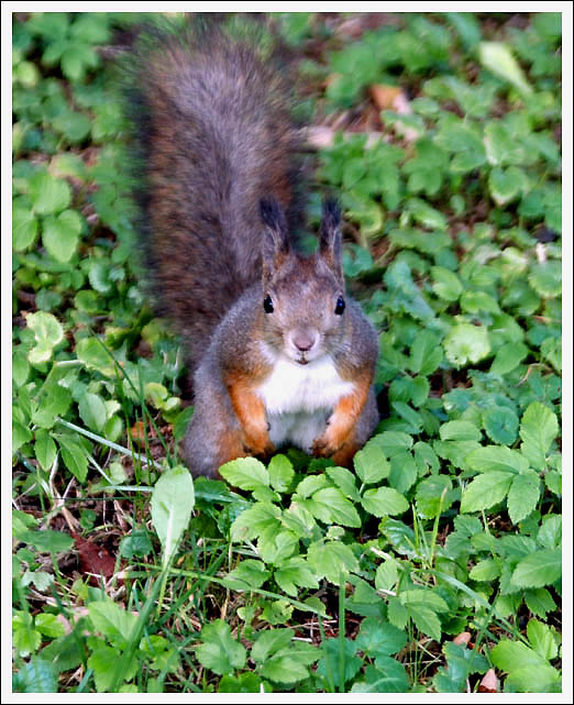 photo "Got some nuts, man?" tags: nature, wild animals