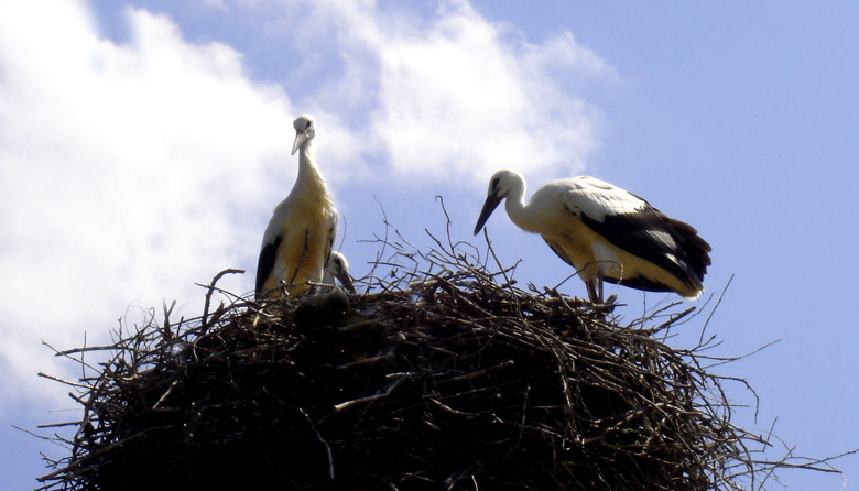 photo "Here it, Happiness!!!" tags: nature, wild animals