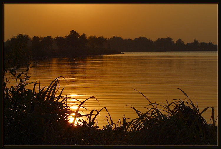 photo "golden evening" tags: nature, 