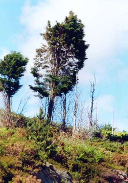 фото "Windblown" метки: разное, 