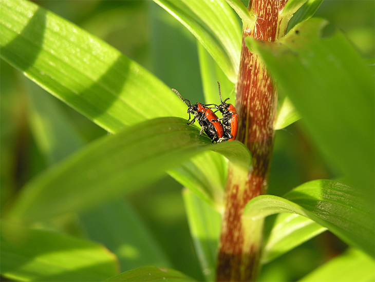 photo "Life continue :)" tags: nature, macro and close-up, insect