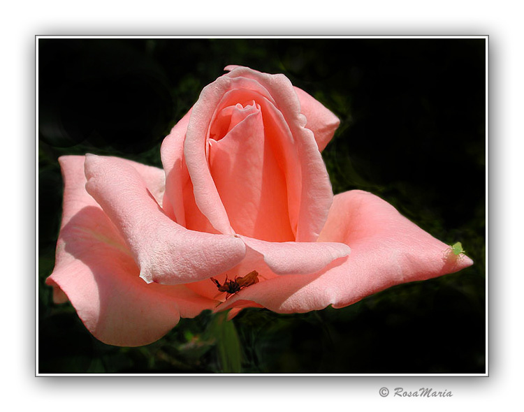 photo "walking on a rose" tags: nature, flowers