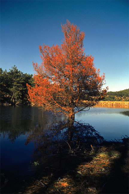 photo "lake" tags: landscape, travel, Europe, forest