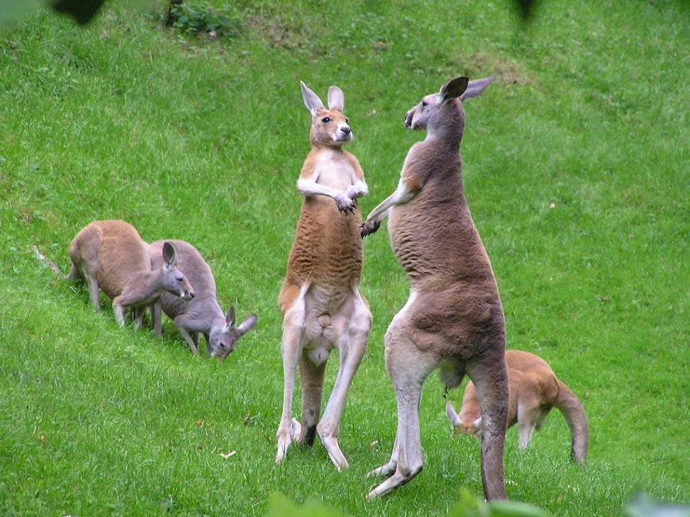 photo "Kangaroofight" tags: nature, wild animals