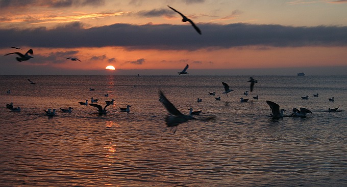 фото "SeaGull Sun" метки: природа, пейзаж, дикие животные, закат