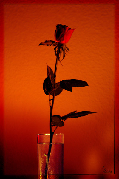 photo "Flower" tags: still life, montage, 