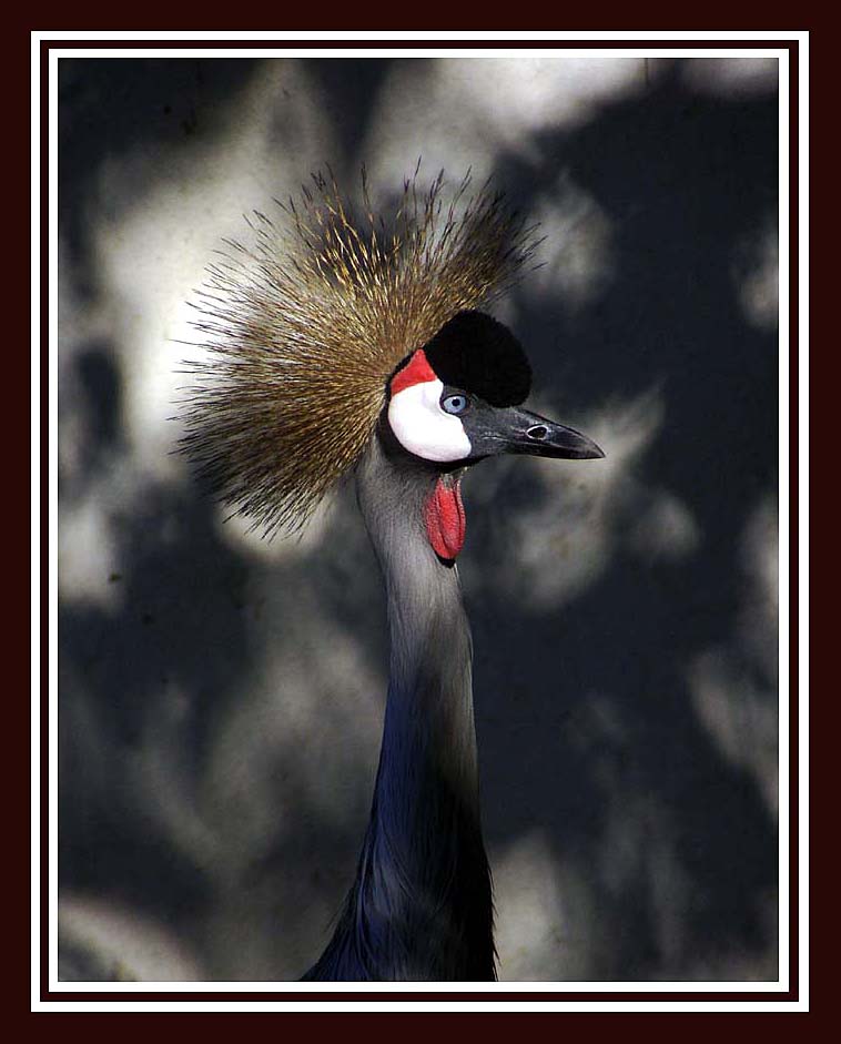 фото "black, red and blue" метки: природа, дикие животные