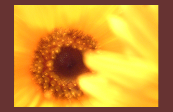 photo "...sunflower abstract..." tags: nature, macro and close-up, flowers