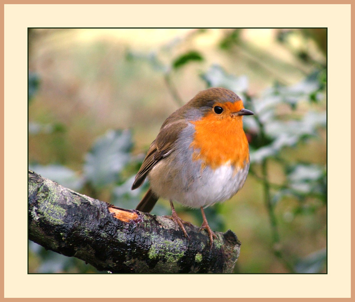 photo "The Photo Session Of A Christmas Model" tags: nature, 