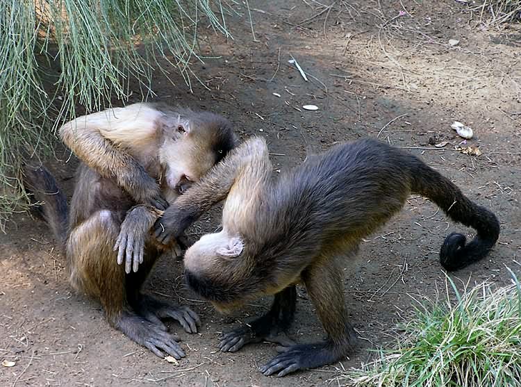 photo "Mother, we just plaing "doctor"" tags: nature, genre, wild animals