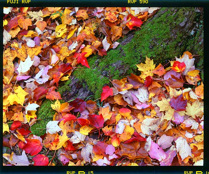 photo "roots and leafs" tags: landscape, nature, autumn, flowers